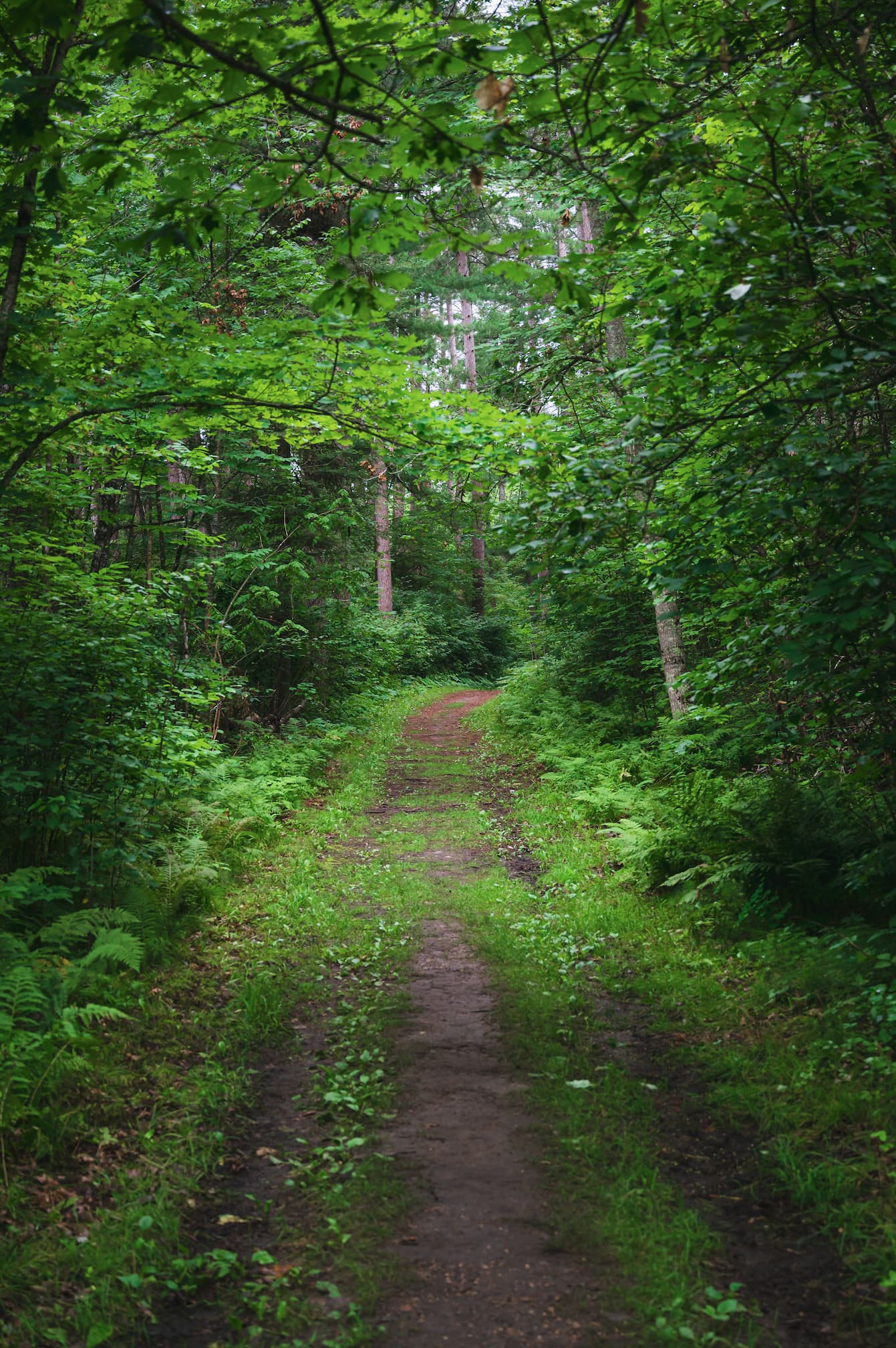 a forest path leading into Itasca State Park